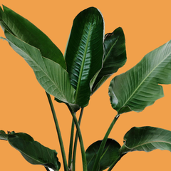 Collection image for: Grote Planten