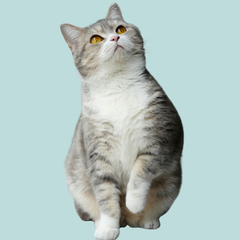 Collection image for: Diervriendelijk