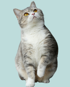 Collection image for: Diervriendelijk