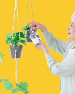 Collection image for: Makkelijke Planten