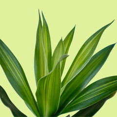 Collection image for: Dracaena