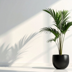 Collection image for: Palm