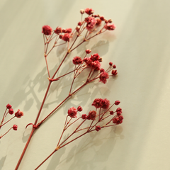 Collection image for: Droogbloemen