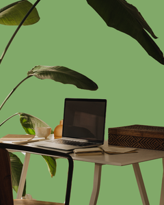 Raemo Kantoor Planten