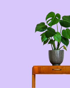 Collection image for: Woonkamer