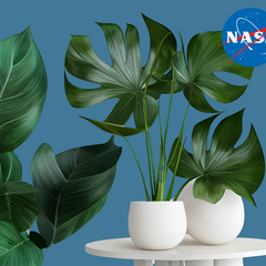 Collection image for: Luchtzuiverende Planten