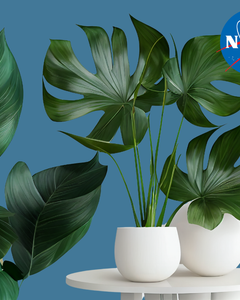 Collection image for: Luchtzuiverende Planten