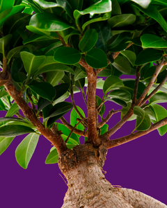 Collection image for: Ficus