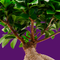 Ficus