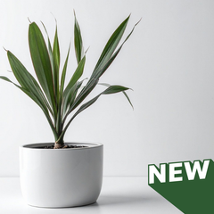 Collection image for: Nieuw Binnen