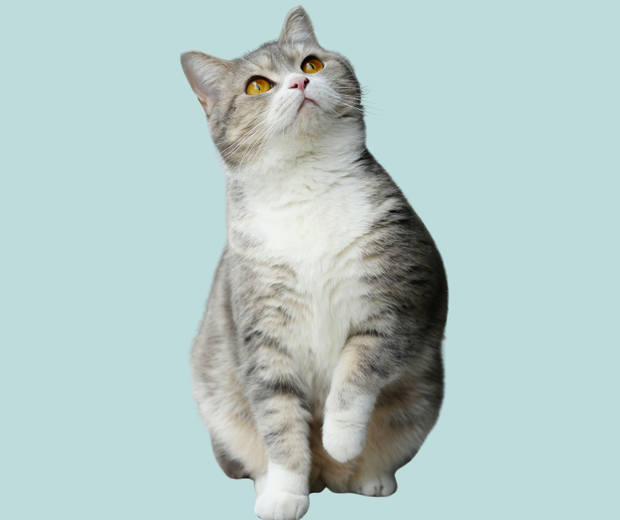 <h2>Dieren Vrienden</h2>