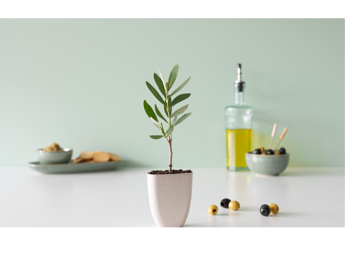 <h2>De Enige Olijfboom Die Door Je Brievenbus Past</h2>