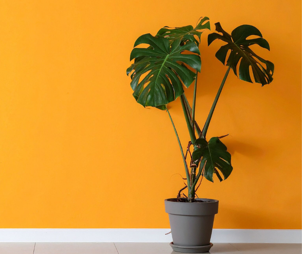 <h2>Lucht Reinigers</h2>