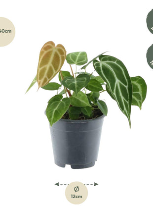 Anthurium Chrystallium - Kamerplant