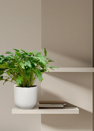 Philodendron 80cm - Tropische Kamerplant