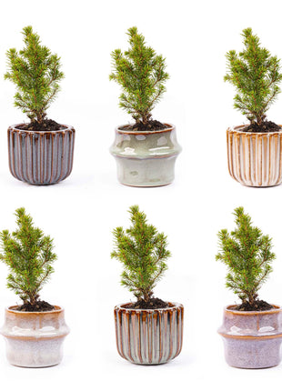 Mini Kerstboom Set - 6 Stuks - Met Pot Set Barcelona