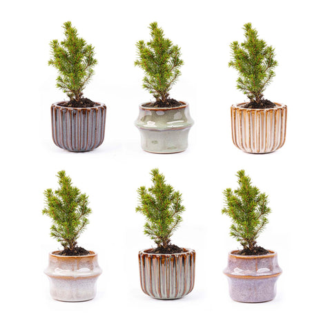 Mini Kerstboom Set - 6 Stuks - Met Pot Set Barcelona