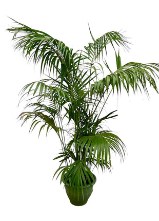 Palm 275cm - Tropische Kamerplant