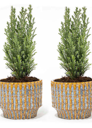 Set van 2 - Kerstboom Ellwoodii - Met Pot Echo - 30cm