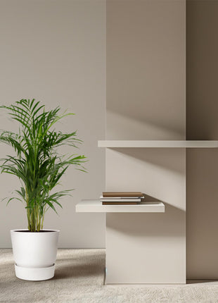 Areca palm - Ø17cm - ↕70cm