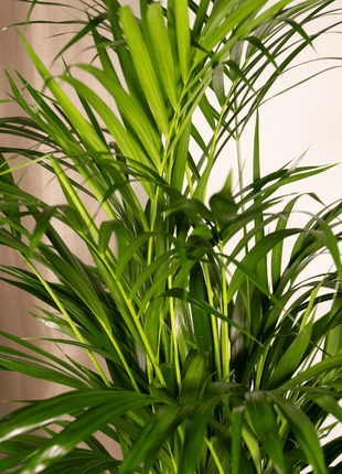 Areca palm - Ø17cm - ↕70cm