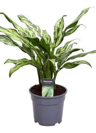 Aglaonema Juliette - Chinese Evergreen - 40cm - Luchtzuiverend - Ø12cm