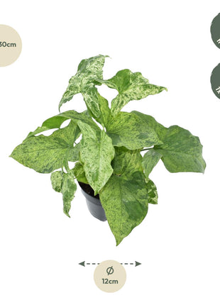Syngonium Mottled - Kamerplant