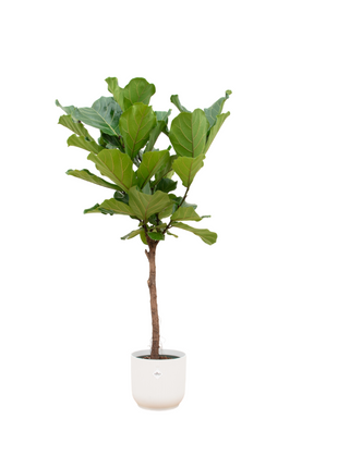 Ficus 150cm - Klassieke Kamerplant