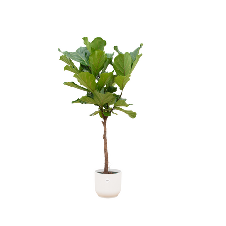Ficus 150cm - Klassieke Kamerplant