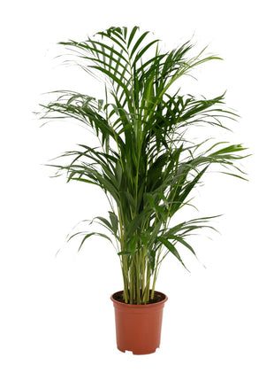 Areca palm - Ø17cm - ↕70cm