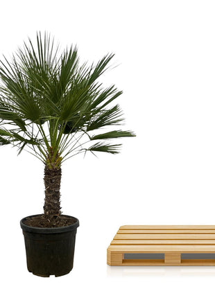 Chamaerops Humilis op stam - 150 cm - Ø45cm