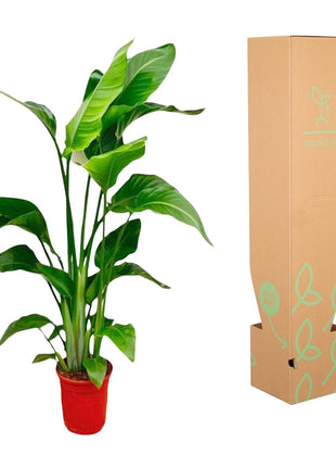 Strelitzia Nicolai - 80-100 cm - ø17