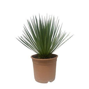 Yucca 90cm - Sterke Kamerplant
