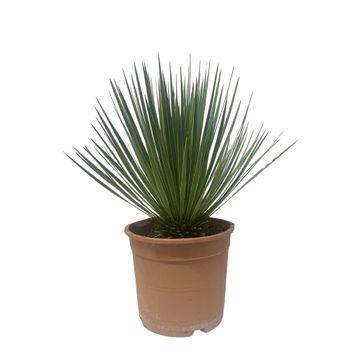 Yucca 90cm - Sterke Kamerplant