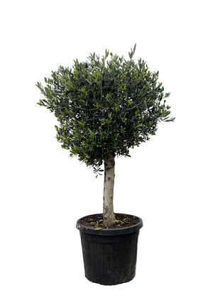 Olea Europaea on stem - Kamerplant