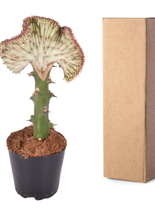 Cactus - Weinig Water & Makkelijk