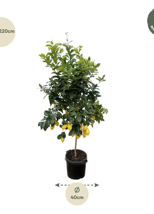 Citrus Lemon - Kamerplant