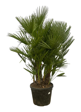 Chamaerops Humilis multi stam - 160 - 180 cm - Ø45cm