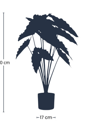 Alocasia 80cm - Kunstplant