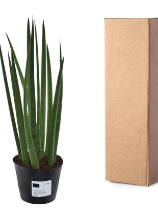 Sansevieria 38cm - Vrouwentong | Luchtzuiverend