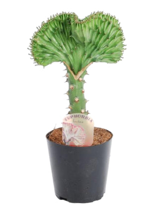 Cactus - Weinig Water & Makkelijk