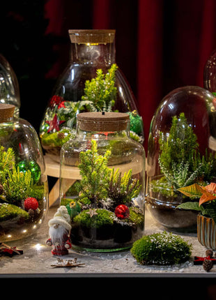 Holly Christmas terrarium - Bottle garden DIY kit - Ø 29 cm ↑ 30