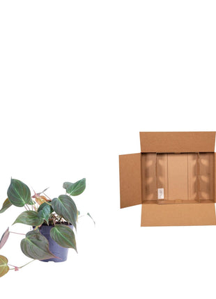 Philodendron 25cm - Tropische Kamerplant