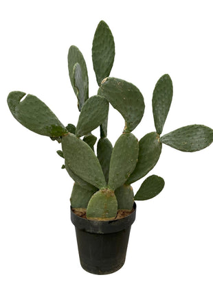 Cactus - Weinig Water & Makkelijk