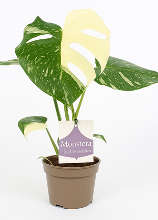 Monstera Thai Constellation 12cm - Ø12cm - ↕30cm