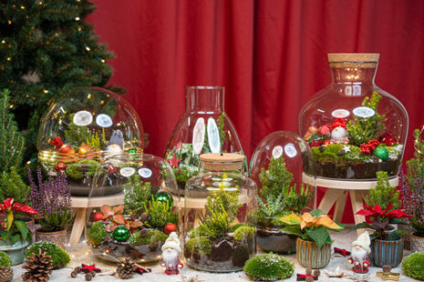 Berry Kerstmis terrarium - Planten terrarium  - DIY kit Christmas - Ø 19 cm ↑ 20 cm