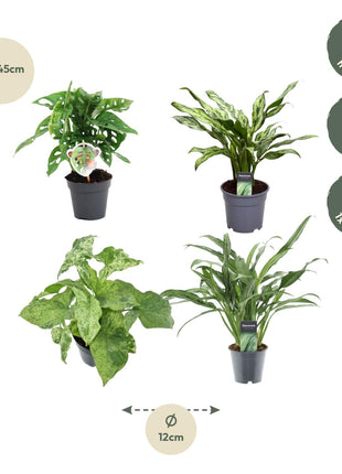 Groen mix 4 planten - Monstera obliqua 'Monkey Leaf' - 25 cm - ø12 - Aglaonema Juliette - 40 cm - ø12 - Syngonium Mottled - 25 cm - ø12 - Aglaonema Cutlass - 40 cm - ø12