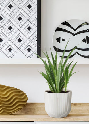 3x Sansevieria Kirkii - 38 cm - ø12