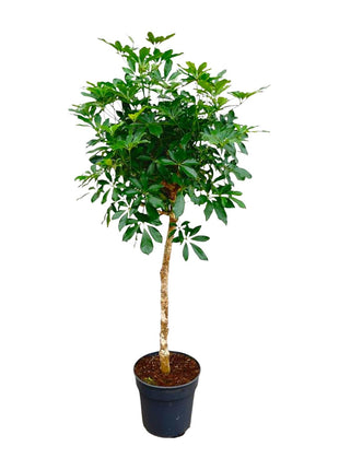 Schefflera op stam – Kamerplant – Luchtzuiverend – Makkelijk te verzorgen – ↑180 - Kamerplant