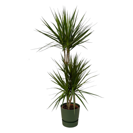 Dracaena 120cm - Luchtzuiverende Kamerplant